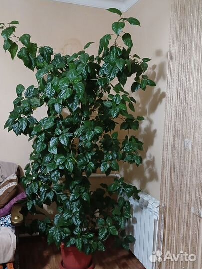 Китайская роза