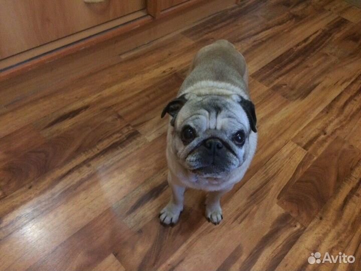 Передержка животных