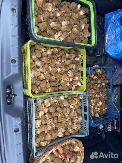 Грибы свежие