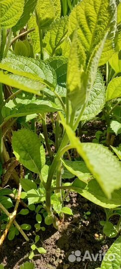 Гортензия древовидная(белая) отростки