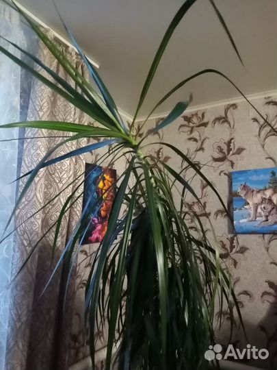 Пальма драцена