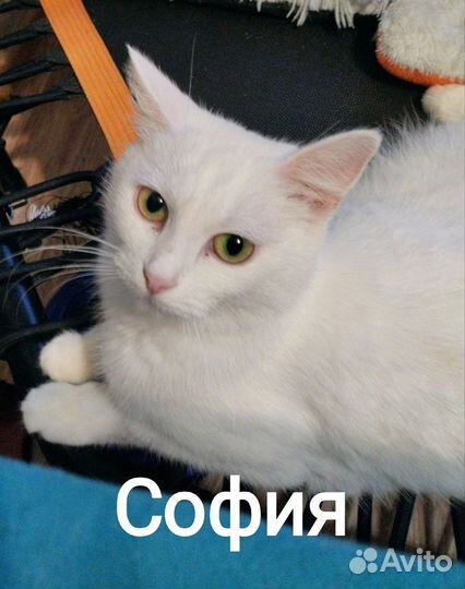 Кошка София