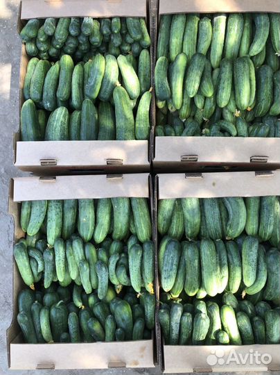 Огурцы феникс на засолку