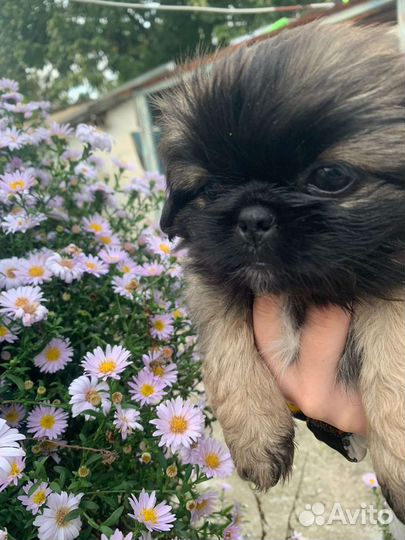 Щенки пекинеса