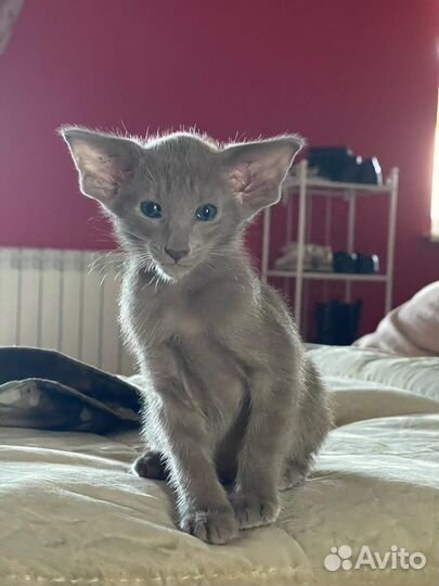 Ориентальная