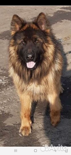 Немец длинношерстный,вязка