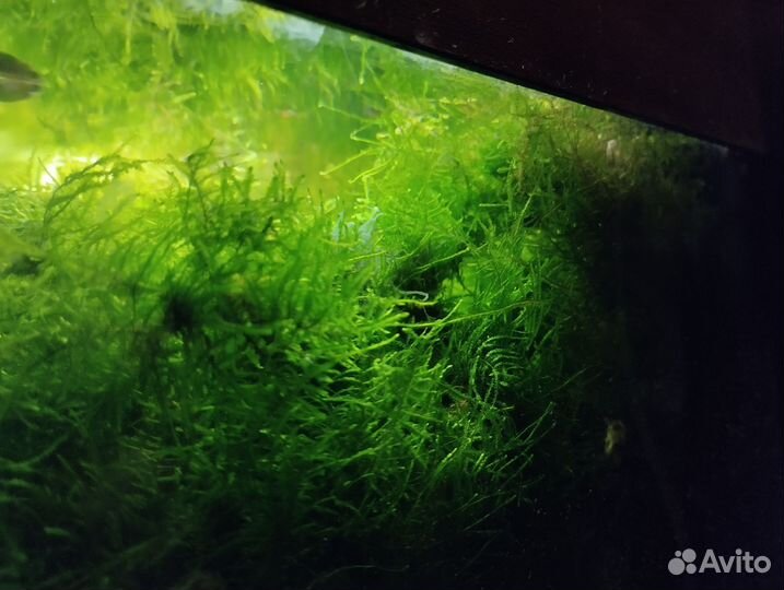 Криптокорина, мох, щитолистник