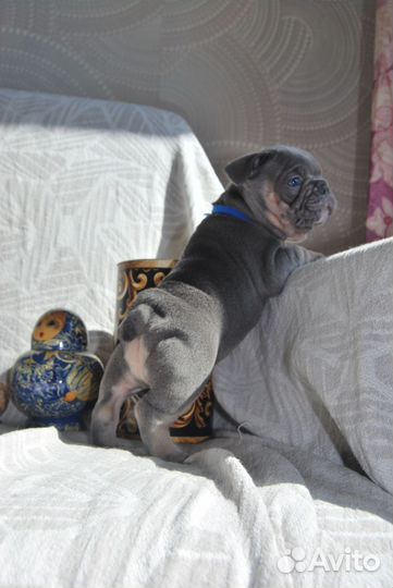 Французский бульдог