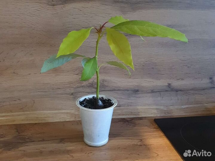 Авокадо растение