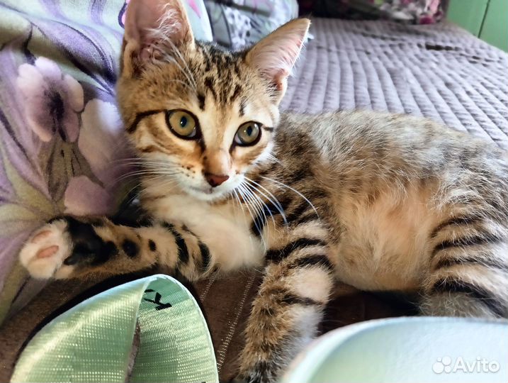 Отдам котяток