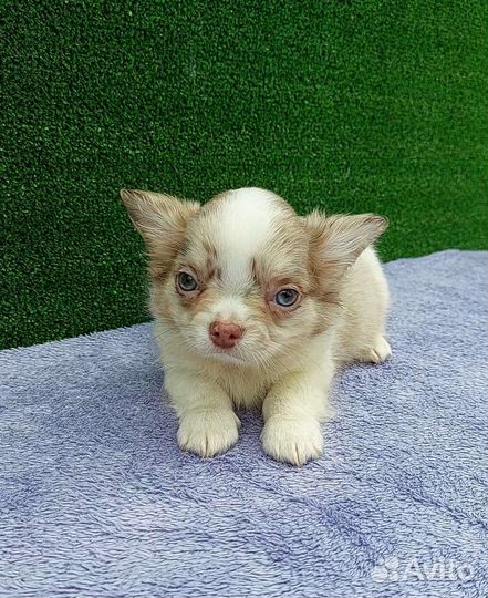 Чихуахуа мальчик мерле голубоглазый