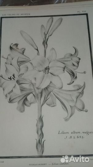 Растения эстамп конца 19 - начала 20 века