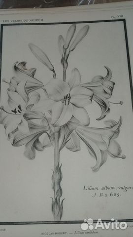 Растения эстамп конца 19 - начала 20 века