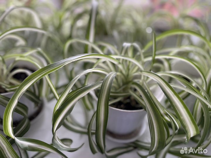 Хлорофитум (кудрявый)