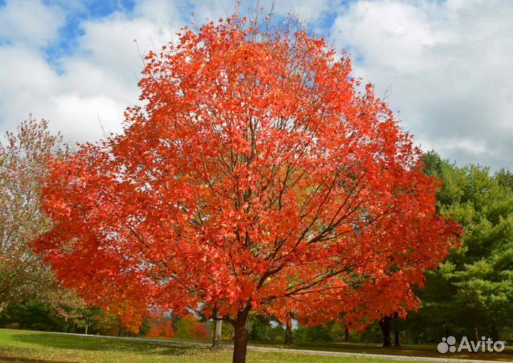 Клен Канадский