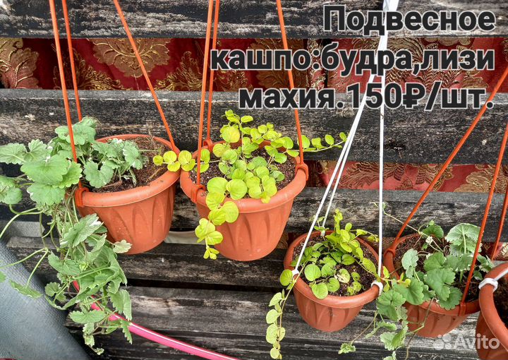 Традесканции, Лизимахия, Будра,Колеусы