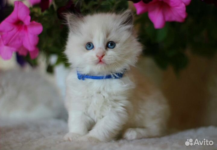 Регдолл котик и кошечка Rag a03 WCF