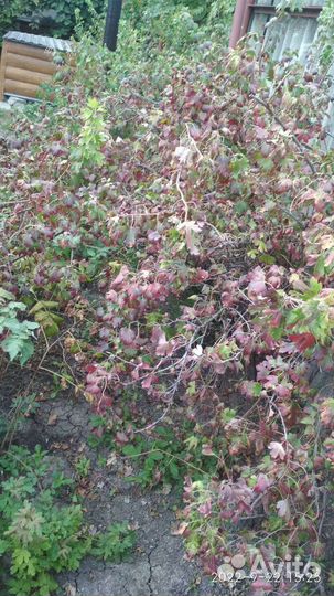 Хмель чёрная смородина отростки лилии