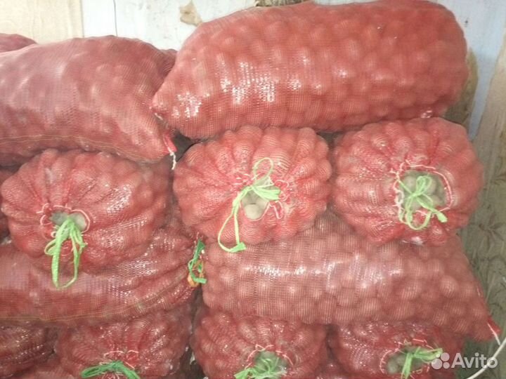 Продается картофель семенной Вега и Зекура