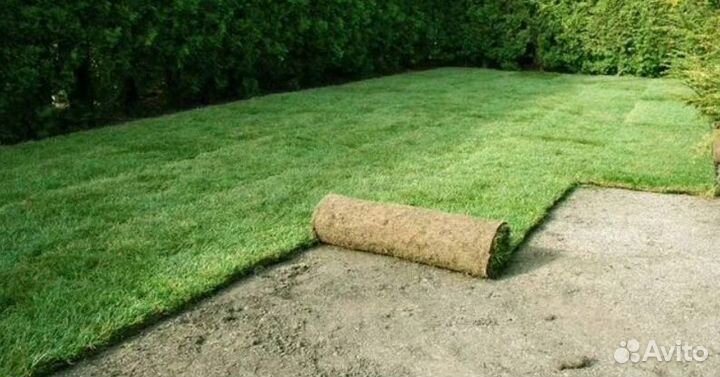 Рулонный газон «Премиум» с укладкой