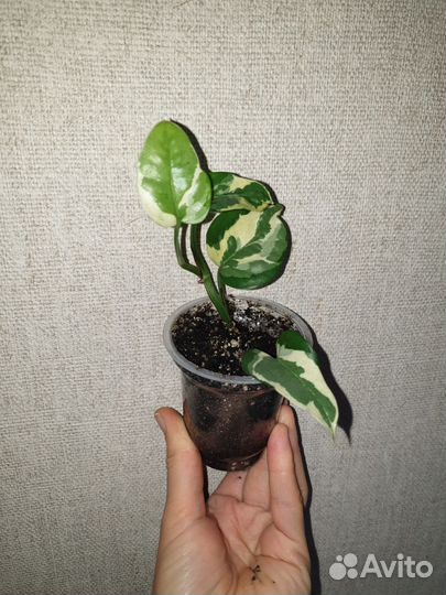 Эпипремнумы, монстера