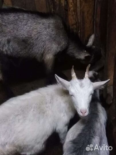 Чешский козел