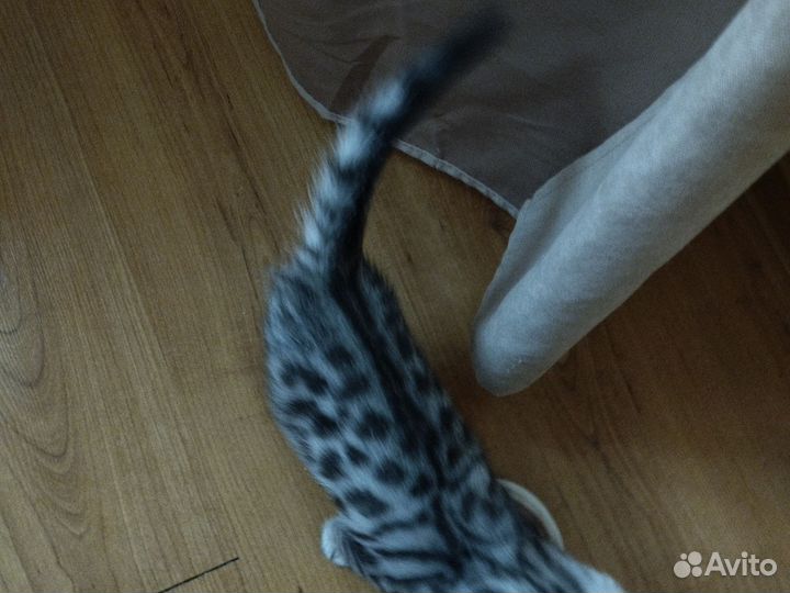 Продам бенгальских котят