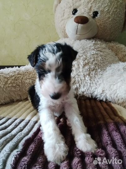 Щенки фокстерьера