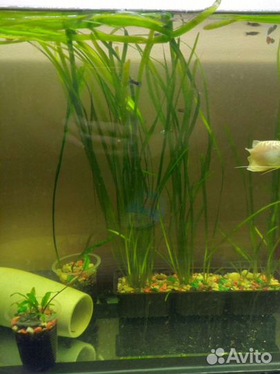 Валлиснерия