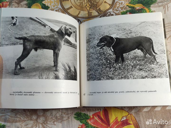 Братиславская книга про собак (псов)
