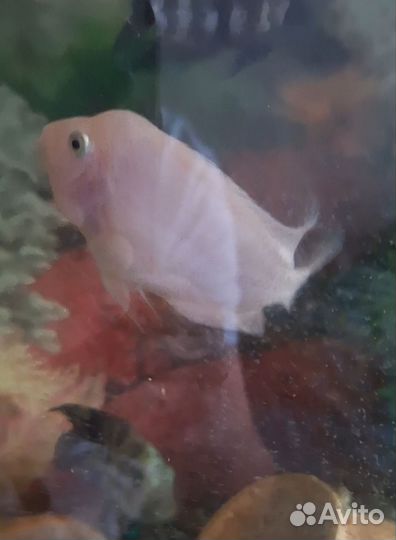 Аквариумные рыбки