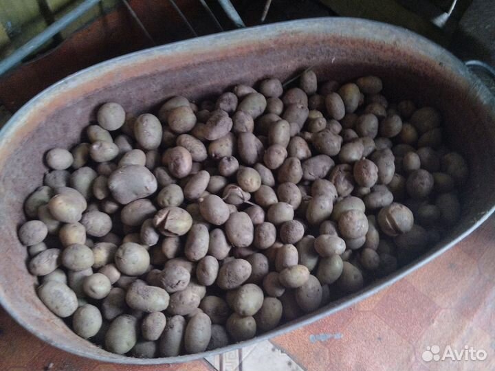 Картофель мелкий на корм