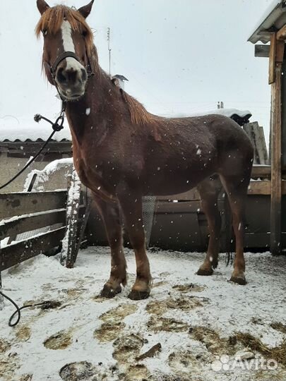 Лошадь каблука