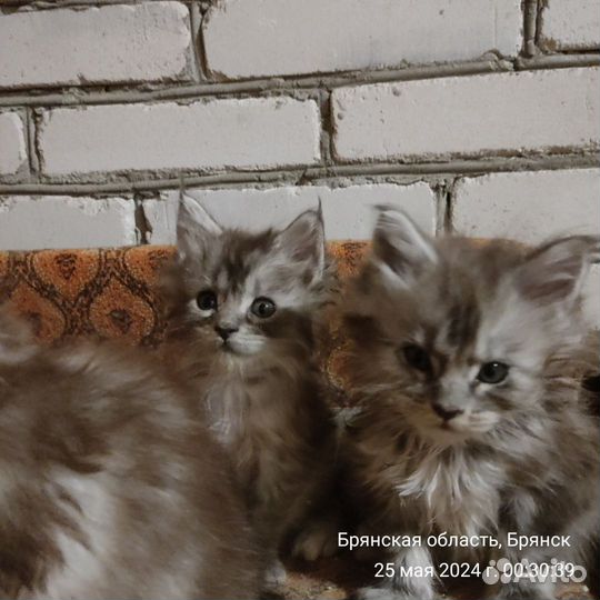 Котята мейн-кун