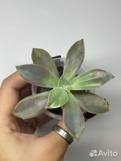 Суккуленты