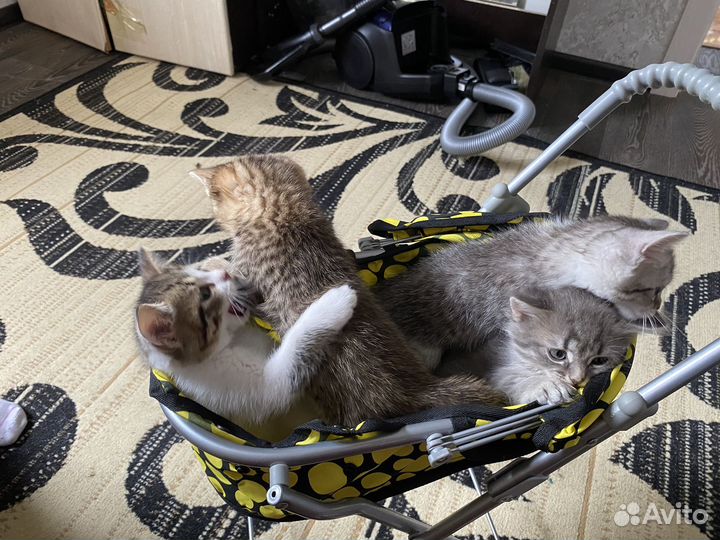 Кошка