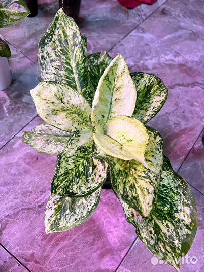 Комнатные растения