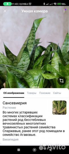 Сансевиерия