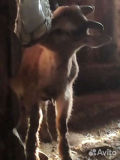 Козёл процентный нубоальп и козлёнок