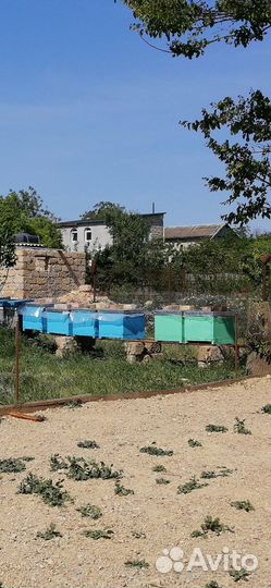 Продажа ульев