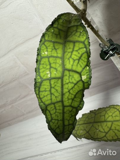 Хойя Clemensiorum Long leaf Borneo