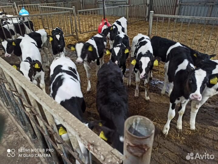 Телята бычки домашние