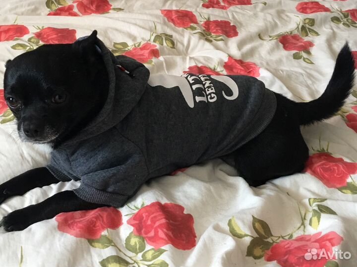 Кобель Вязка Чихуахуа. Кобель опытный