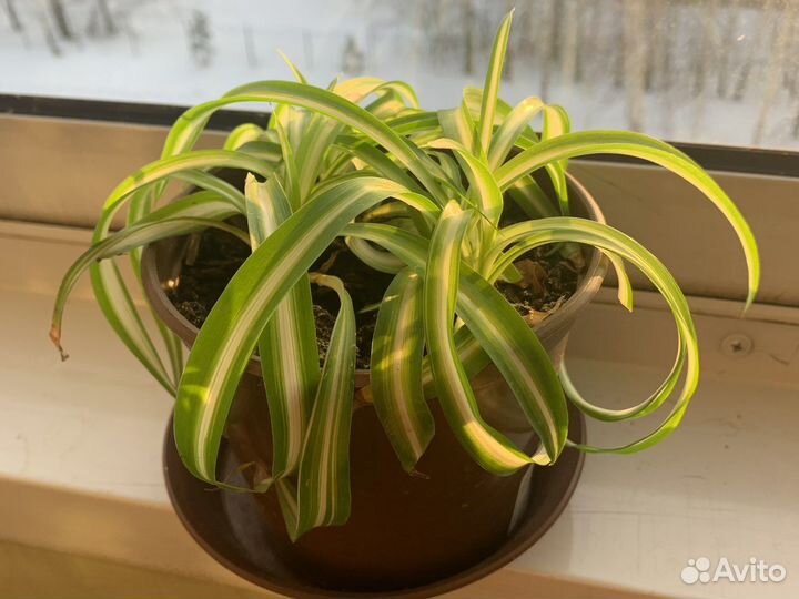 Хлорофитум кудрявый