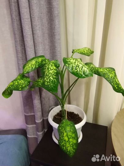 Диффенбахия