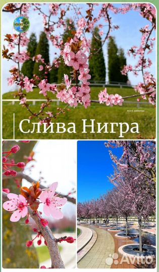 Поездки в краснодар