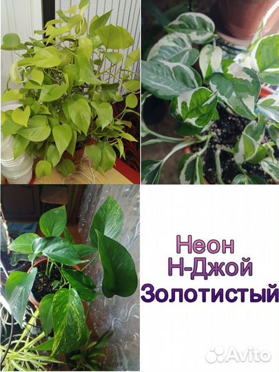 Домашние цветы
