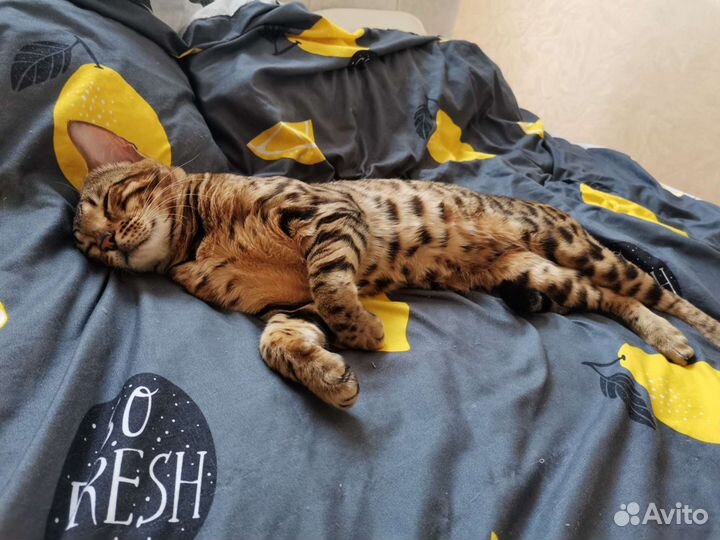 Бенгальский кот вязка