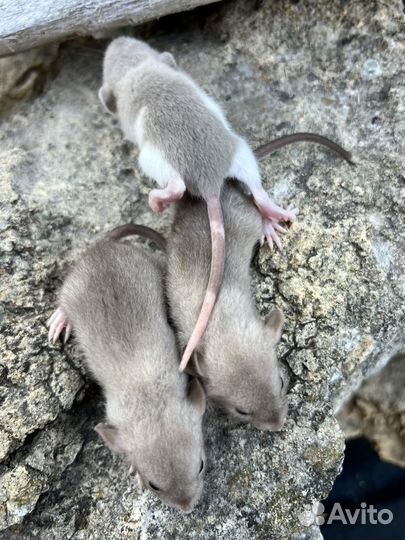 Крысята дамбо в редких окрасах