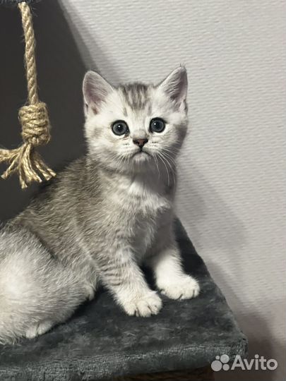 Шотландские вислоухие котята шиншилла